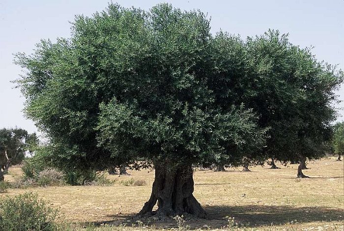 Olea sylvestris